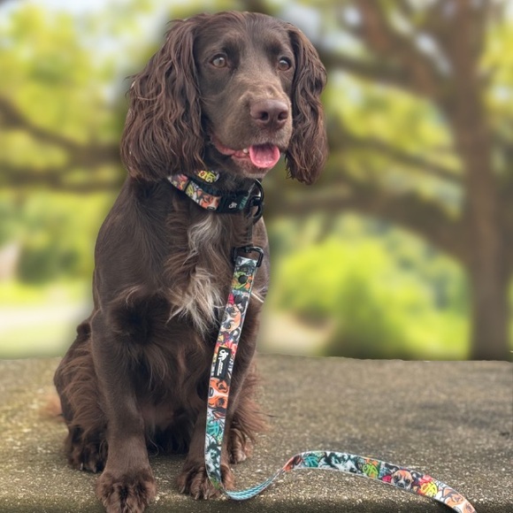 Waterproof Leash & Collar set - Ruff Streets Collection - Picture 3 of 9